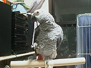 ���H�Ȃ���