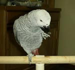 ����͂Ԃǁ[�̉��l�_��