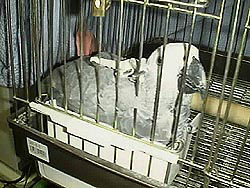 �˂��˂����͂����ā`