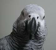 ������ׂ�̗��K���͉��ł������