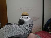 ���֖����Ȃ�ƓV�R���ɂȂ����Ⴄ�H