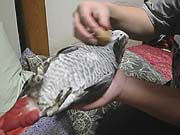 �������䂢�́H