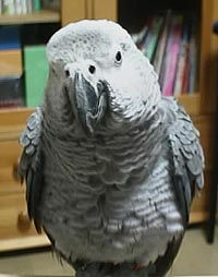 �Ȃ񂾔n�����[���čr�䒍���I�H