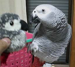 �����H����H