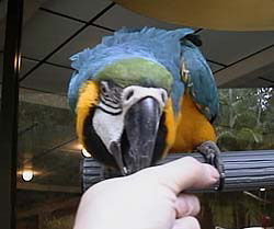 ���т��傤����