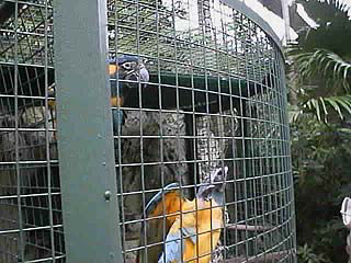 �������ɂ�����悧�`