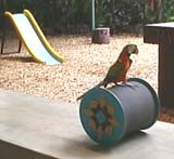 ���ł���`