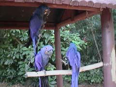 �ǂꂪ���̎q�̐e�H