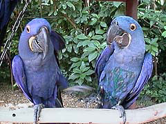 �ȊO�ɑf�������̓���